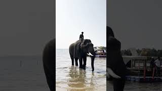 Elephant | Aana | ഞാൻ കുളിപ്പിച്ചുതരാം😂