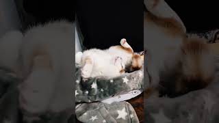 My cat taught his new kitty how to sleep properly #kingnikki #cat #funny