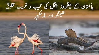 Wildlife of Pakistan's Mangrove Forests | Flamingos | Mudskippers | Urdu | Hindi