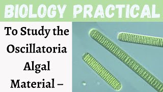 To Study the OSCILLATORIA Algal Material || Botany Practical || Biology || Learning practicals