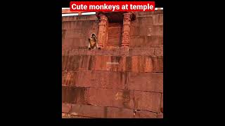 Cute Monkeys at temple | Shiv | Mahadev | Shankar | Madhya Pradesh | India | Indian temples