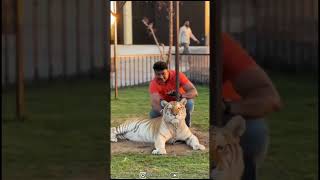 D Boss is playing with Animals  in Dubai zoo #dboss #dbossfans  #darshan #darshanthoogudeepa