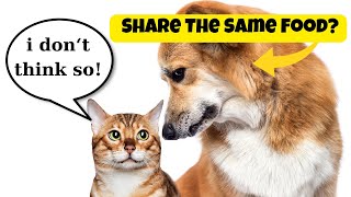 The Tasty Divide: Why Can't Cats And Dogs Share The Same Food?