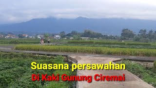 Jalan jalan pagi ke lokasi sawah kampung