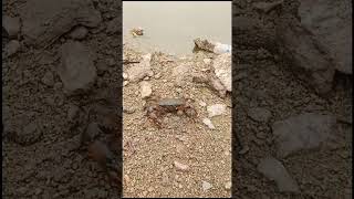 Crab Released to wild from market #feeding #crab #released