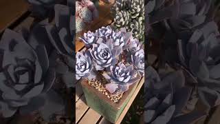 Beautiful Succulent Plants | 多肉植物 | 다육이들 | Suculentas