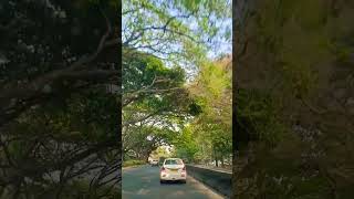 Xorapate fagun name 🌿🌿🍁🍂 #newreels #beautifulnature #youtubeshorts #assamesesong #music