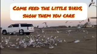 Feed the birds - Come feed the little birds, show them you care