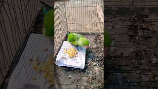 টিয়া পাখির বাচ্চা খাবার খেতে শিখে গেছে #bird_likes #birds #bdbird #parrot #viralvideo #indianbird