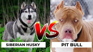 𝒉𝒖𝒔𝒌𝒚 𝒗𝒔 𝒑𝒊𝒕𝒃𝒖𝒍𝒍 𝒅𝒐𝒈 𝒔𝒕𝒂𝒕𝒖𝒔 DOG'S-planet #shorts #husky #pitbull