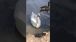 Swan #swan #shortsvideo #shorts #short #sound #shortvideo #love #lake #shortvideos #shortsyoutube