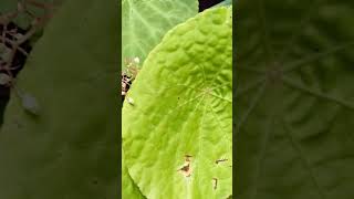 begonia varieties3