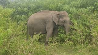 Bandipur Forest Safari