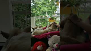 DOG WATCHING IT RAIN PEACEFULLY | CUTE GOLDEN RETRIEVER ENZO #shorts