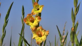 Gladiolus Flower Garden In Jessore, Bangladesh in 4K