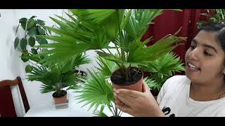 Chinese fan palm plant care (English)