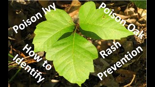 How to identify Poison Ivy and Poison Oak and Rash Prevention  | Useful Knowledge