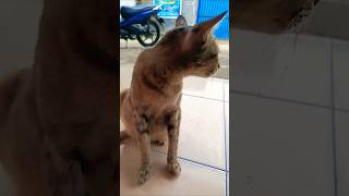 Gemesin aja ini kucing.. 😄🐱#funny#cat#video#viralvideo#shorts