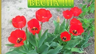 На даче 18.04.2017. Весенние цветы.