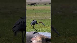 Goliath Heron on Dead Hippo #shorts