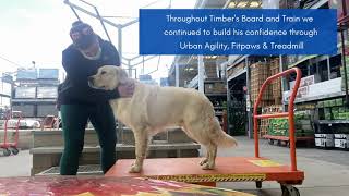 Timber the Golden Retriever's Board and Train - Boise, Idaho Dog Training