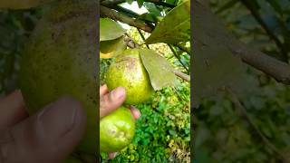 Fruits Farming in India #NATUREfarmbangla #guava #gardening #shorts #viral video