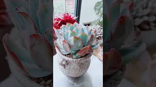 Satisfying Succulent Diy #57