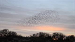 Starling Murmurations Over Studland Beach