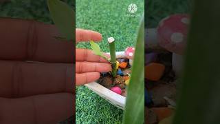 Lucky bamboo in soil#grow lucky bamboo with cutting#Lucky bamboo#shorts