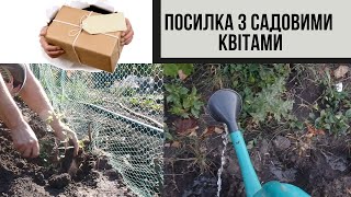 #84 Посилка з садовими рослинами/ Висадила все, задоволена отриманими зеленими пігулками для настрою