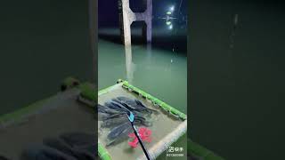 Amazing Fishing Video 🐟 Best Asian Fishing Technique 🐟 #shorts