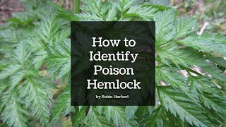 How to Identify Poison Hemlock - Expert Guide by Robin Harford