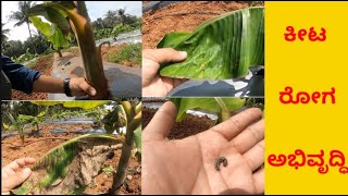 Diseases in 2 months Banana Farming Kiran Prakash 9739296091