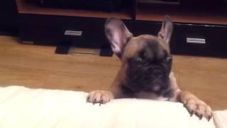 French Bulldog Alice asks on sofa Not Vine 720