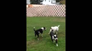 American Bully getting Bullied