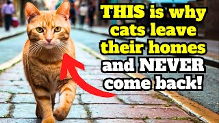 Why Do Cats Leave and Never Come Back? 🐈  12 REASONS and how to avoid them