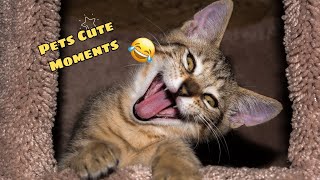 Pets funny moments video compilation Cute Pets #3 | Pets Cute Funny Moments