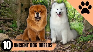 Top 10 most ancient dog breeds