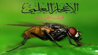 الاعجاز العلمي في القرآن - سلب الذباب Scientific miracles in the Qur’an - looting of flies