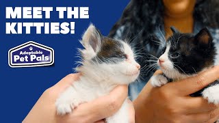 Adoptable Pet Pals: Meet The Kitties!