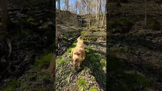 Cedar Creek Park #shorts #creek #steam #waterfall  #spring #growing #hiking #doodle #westmoreland