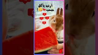 #ارنب  #ياكل #بطيخ  ! #rabbit #cute #explore #fypシ #shorts