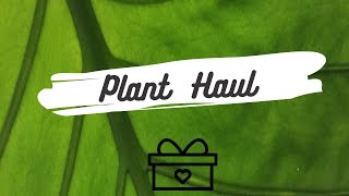 HAUL PLANT !