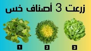 استمتعت ب زراعة الخس 3 اصناف من البذور حتي الحصاد في التربة و في الماء