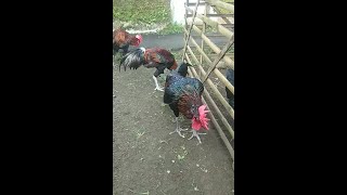 KOLEKSI AYAM PELUNG JAJANGKAR