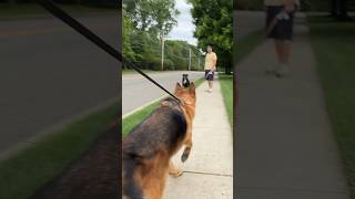 When German Shepherd Met His Friend