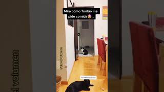 Cómo pide comida mi gatito