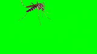 mosquito green screen video¥no copyright