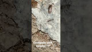 Centipede table invader??? #bioactive #bioactivevivarium #leopardgeckos #nature