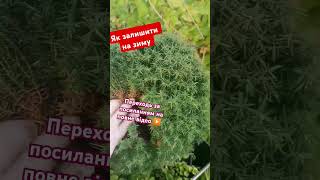 ПІДПИШИСЬ SUBSCRIBE How to care christmas tree  догляд за ялинкою Jak dbać o choinkę#tiktokvideo